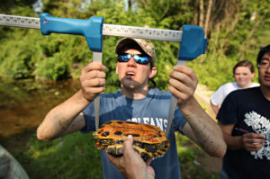 Bryan Finch a senior from Richmond, Va. measures a turtle along the canal. UMW professor of Biology Werner Wieland is helping students do a research project charting the growth rates of turtles in the canal in Fredericksburg. Photographed Tuesday, June 25, 2013. (Photo by Norm Shafer).