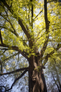 University of Mary Washington has been named a Tree Campus by the Arbor Day Foundation for the ninth consecutive year.