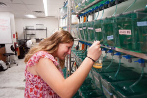 Ally Fletcher ’25 checks on the fish that are part of her research during this year's Summer Science Institute at UMW. A long line of Mary Washington alumni have benefitted from experience gained through the 10-week program, now in its 25th year. Photo by Suzanne Carr Rossi.